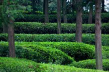 土壤水勢速測儀預(yù)防夏季茶園高溫